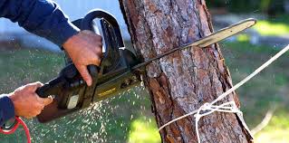 Best Tree Maintenance Programs  in Mccaysville, GA